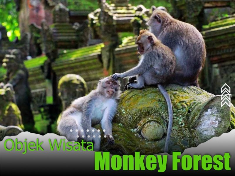 Monkey Forest