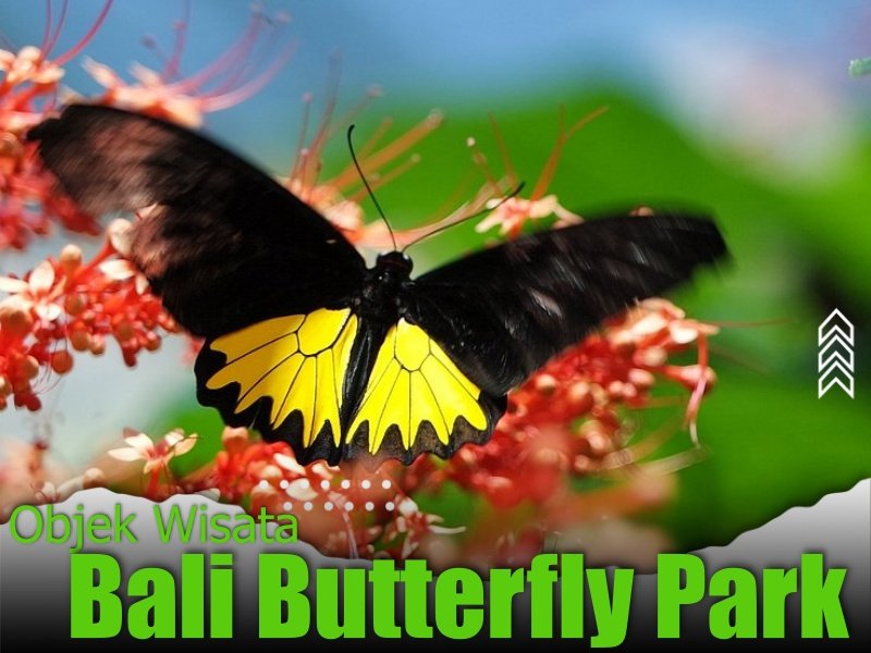 Bali Butterfly Park
